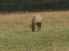 Elk at Cataloochee, N.C.